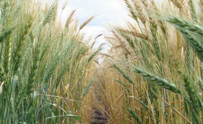 Image: Adobe Looking down a row of wheat growing in Australia
